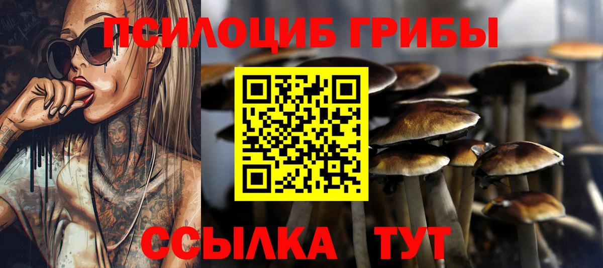 Псилоцибиновые грибы Cubensis Донской